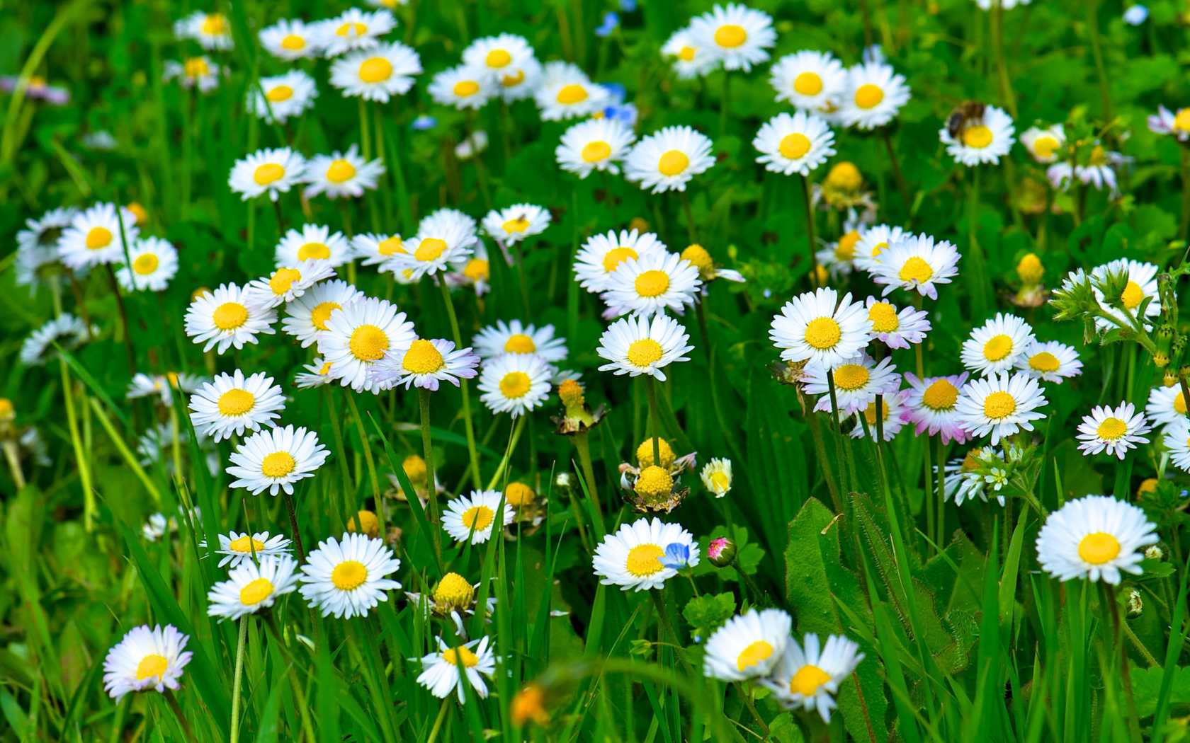 Fondo de pantalla Daisies Meadow 1680x1050