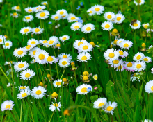 Das Daisies Meadow Wallpaper 220x176