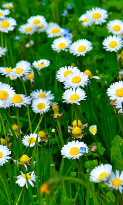 Fondo de pantalla Daisies Meadow 240x400