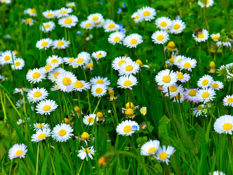 Screenshot №1 pro téma Daisies Meadow 800x600