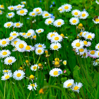 Kostenloses Daisies Meadow Wallpaper für Nokia 8800