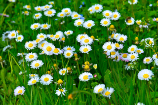 Daisies Meadow Picture for Android, iPhone and iPad