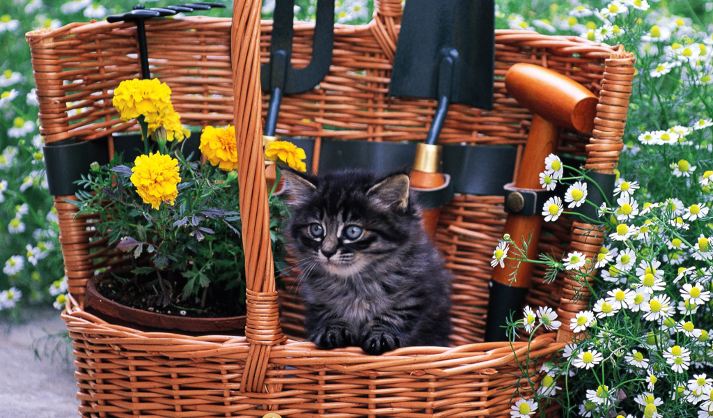 Das Cute Black Kitten In Garden Wallpaper 1024x600