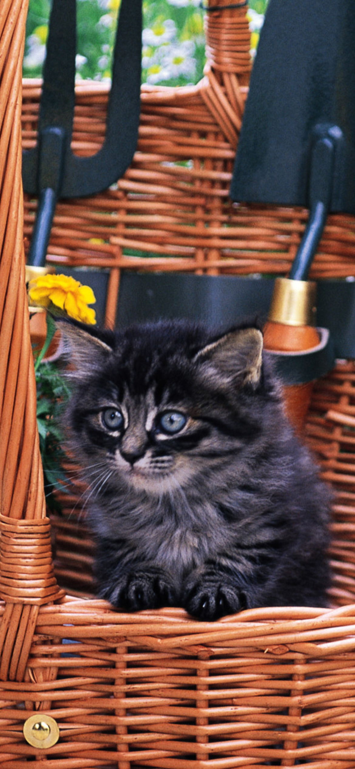 Cute Black Kitten In Garden wallpaper 1170x2532
