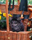 Das Cute Black Kitten In Garden Wallpaper 128x160