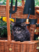 Screenshot №1 pro téma Cute Black Kitten In Garden 132x176