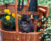 Cute Black Kitten In Garden screenshot #1 176x144