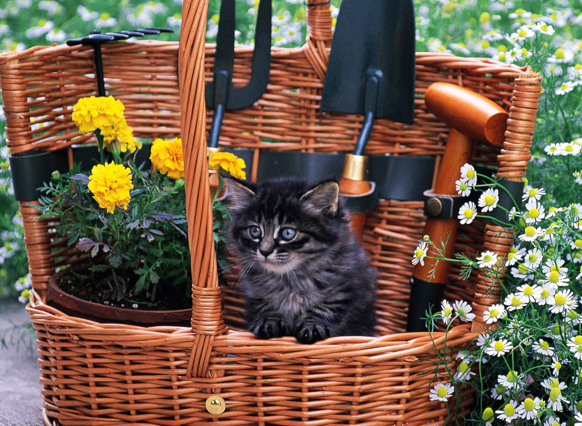 Обои Cute Black Kitten In Garden 1920x1408