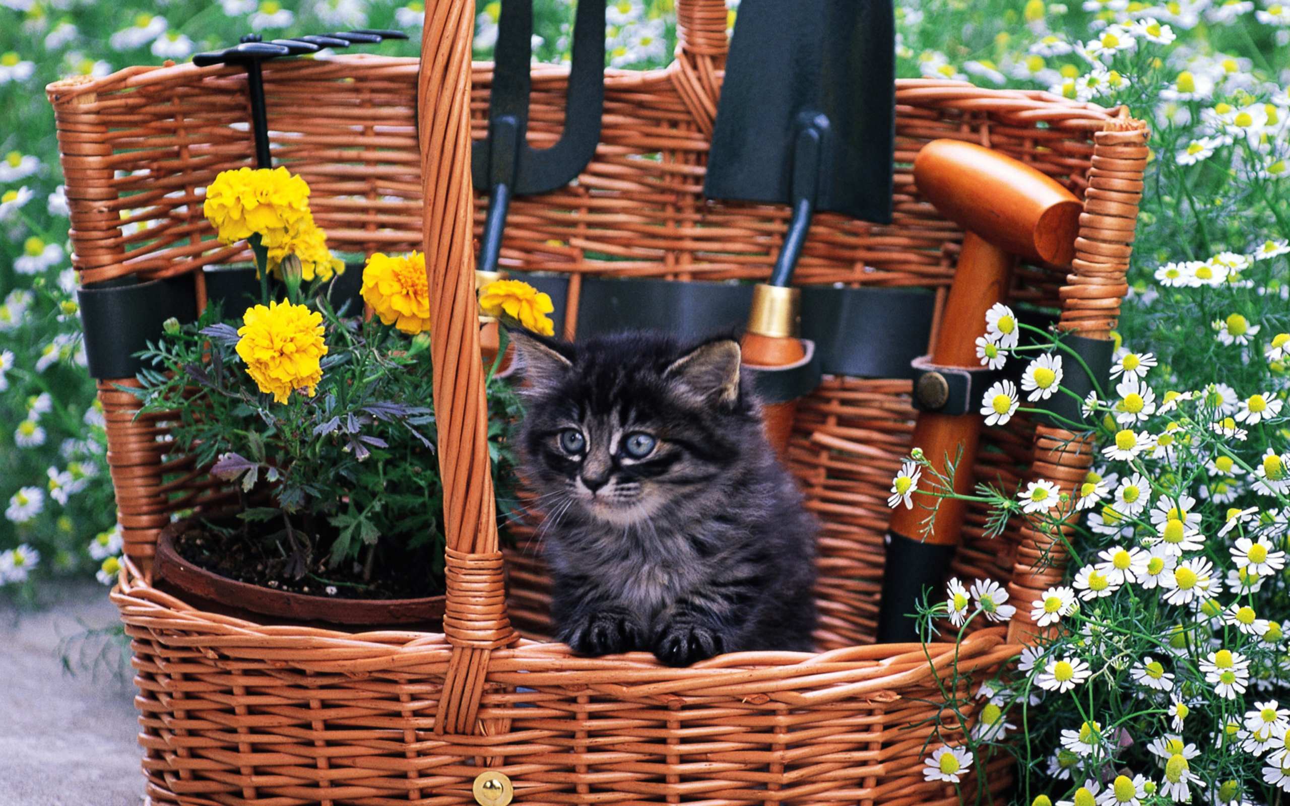 Screenshot №1 pro téma Cute Black Kitten In Garden 2560x1600