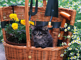 Das Cute Black Kitten In Garden Wallpaper 320x240