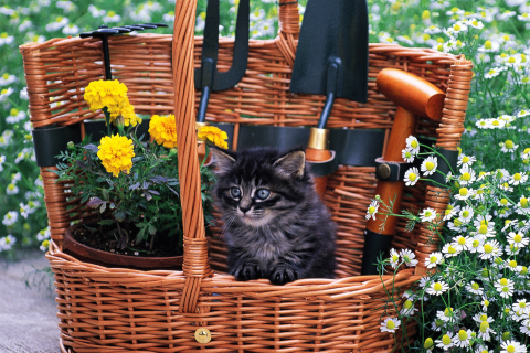 Обои Cute Black Kitten In Garden 480x320