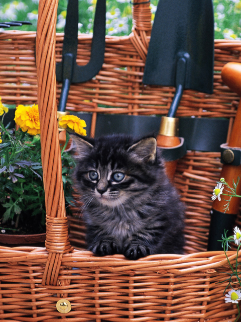 Cute Black Kitten In Garden wallpaper 480x640