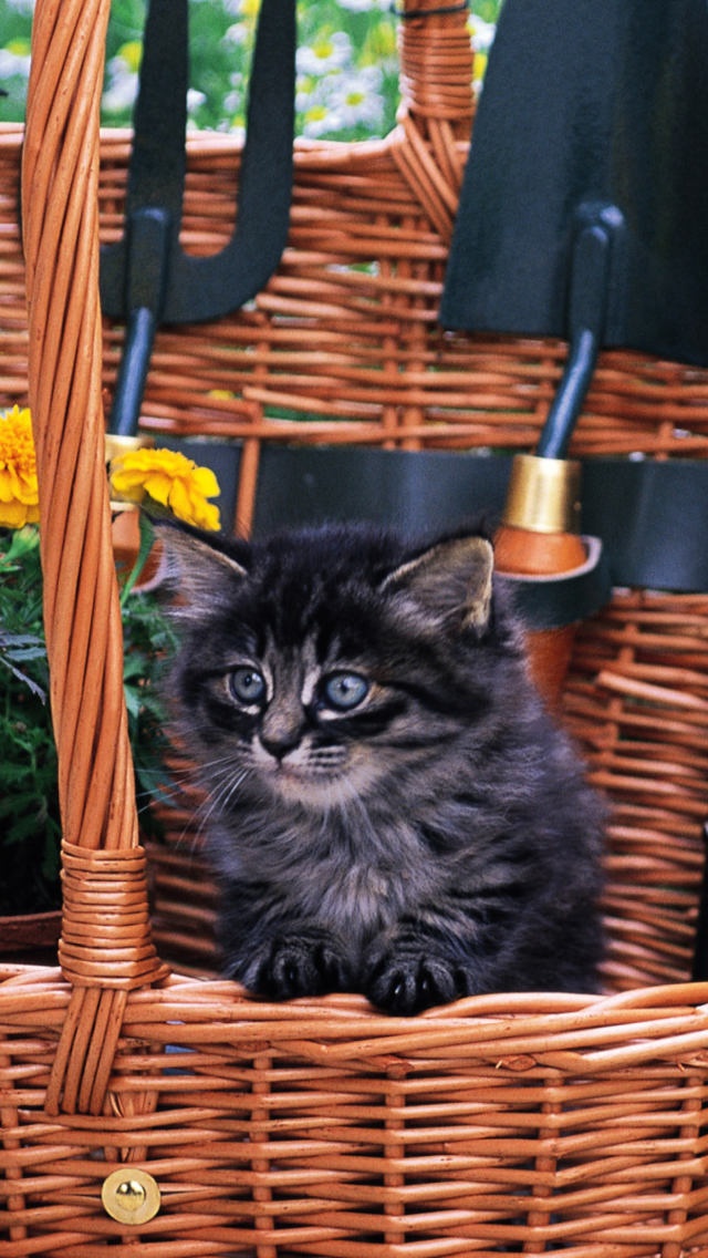 Обои Cute Black Kitten In Garden 640x1136