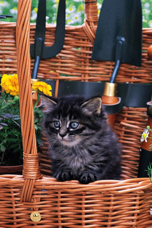 Обои Cute Black Kitten In Garden 640x960