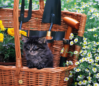 Kostenloses Cute Black Kitten In Garden Wallpaper für 208x208