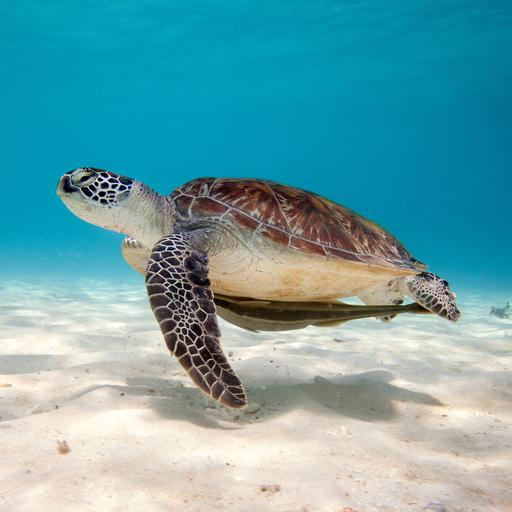 Sea Turtle Reptile wallpaper 1024x1024