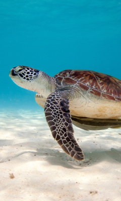 Sea Turtle Reptile wallpaper 240x400