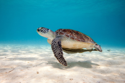 Das Sea Turtle Reptile Wallpaper 480x320