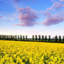 Das Summer Field with Rape Wallpaper 128x128