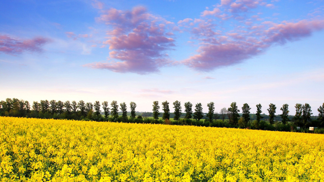 Обои Summer Field with Rape 1366x768