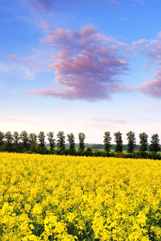 Summer Field with Rape wallpaper 320x480