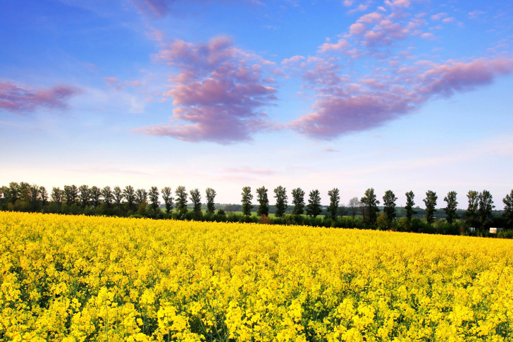 Summer Field with Rape wallpaper