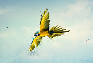 Born To Fly Picture for Android, iPhone and iPad