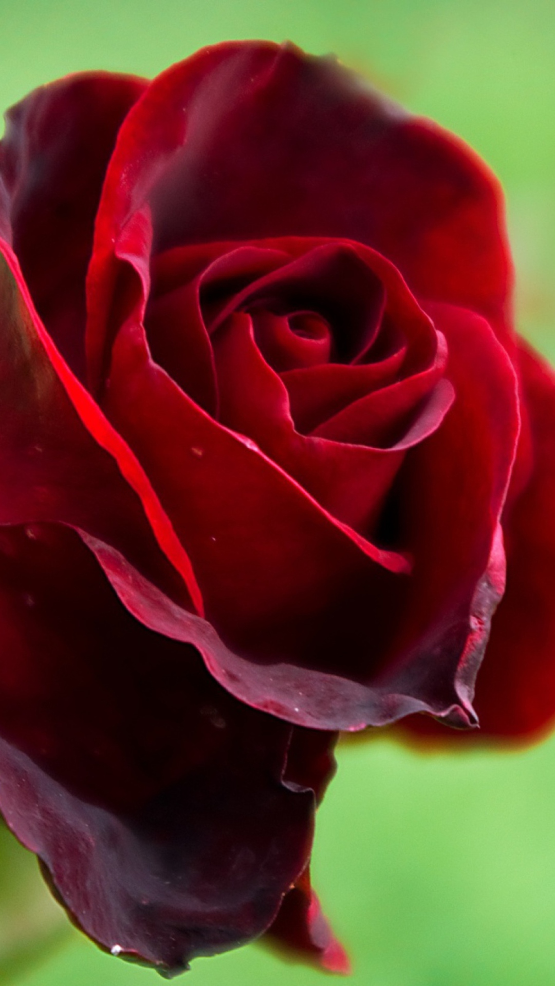 Fondo de pantalla Red Rose 1080x1920