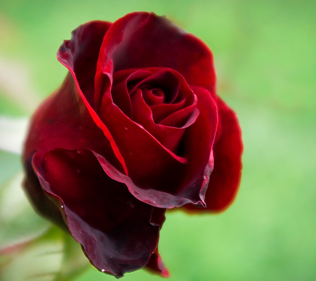 Fondo de pantalla Red Rose 1080x960