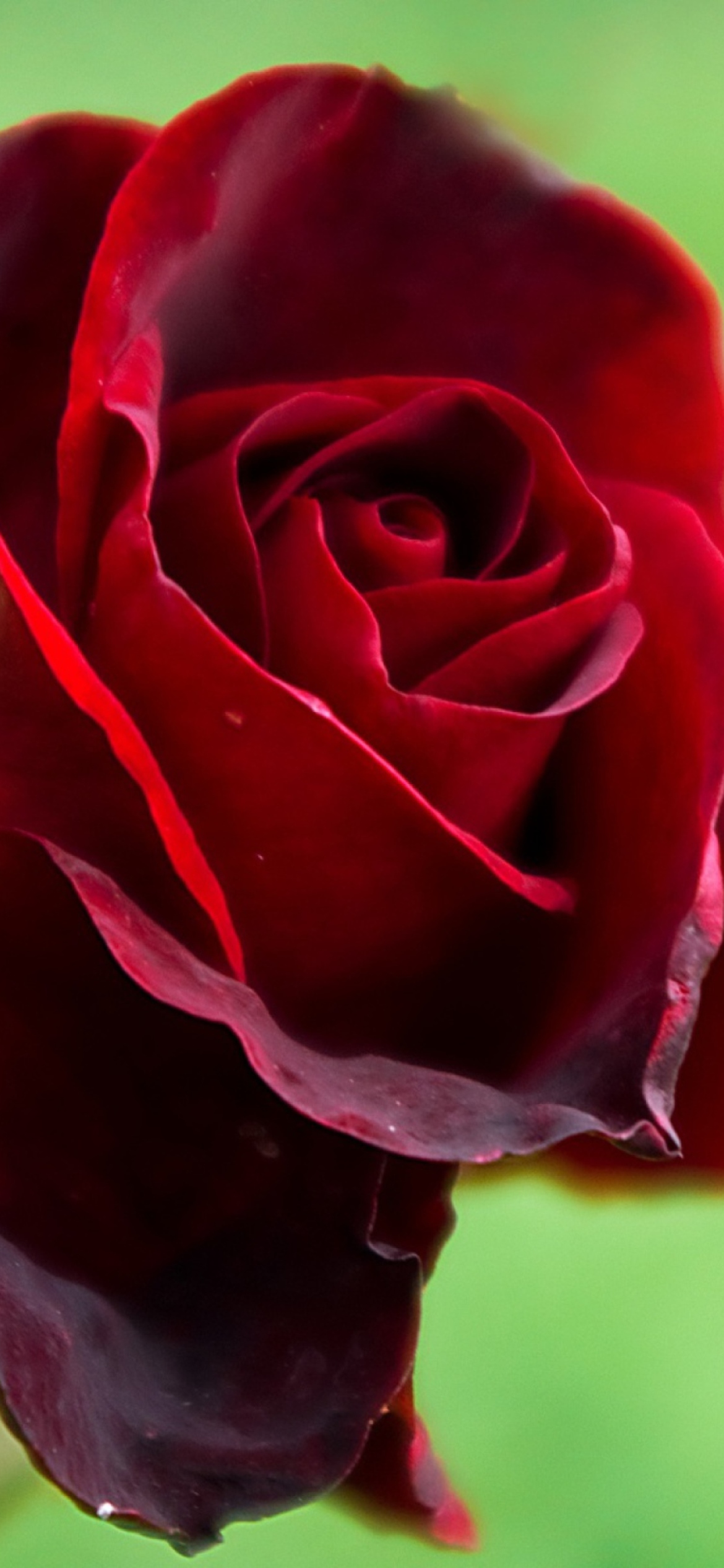 Das Red Rose Wallpaper 1170x2532