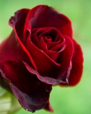 Sfondi Red Rose 128x160