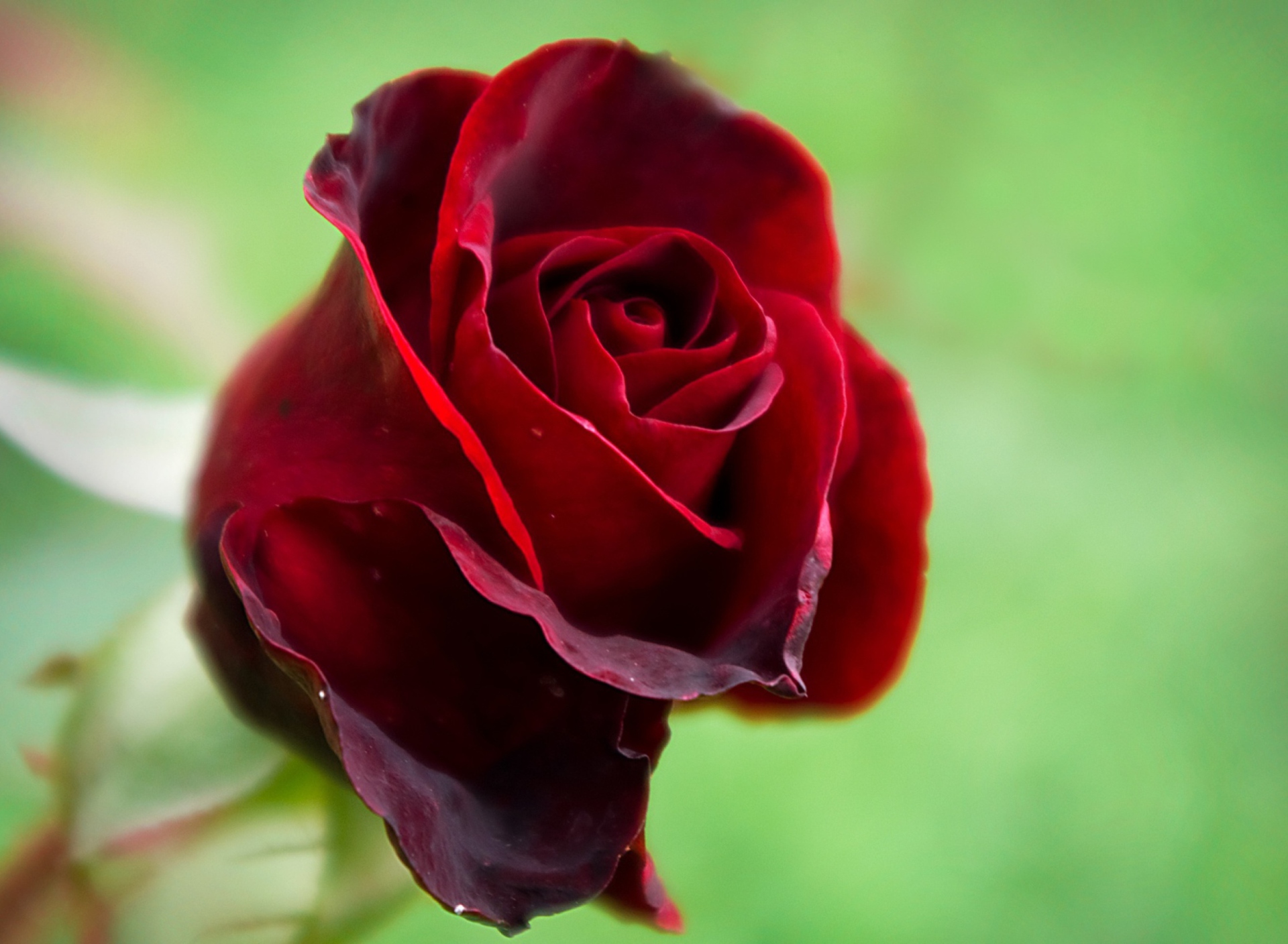 Sfondi Red Rose 1920x1408