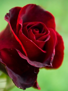 Das Red Rose Wallpaper 240x320