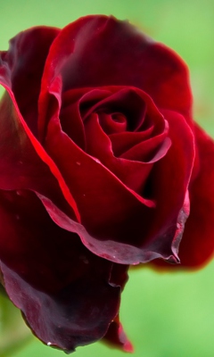 Fondo de pantalla Red Rose 240x400