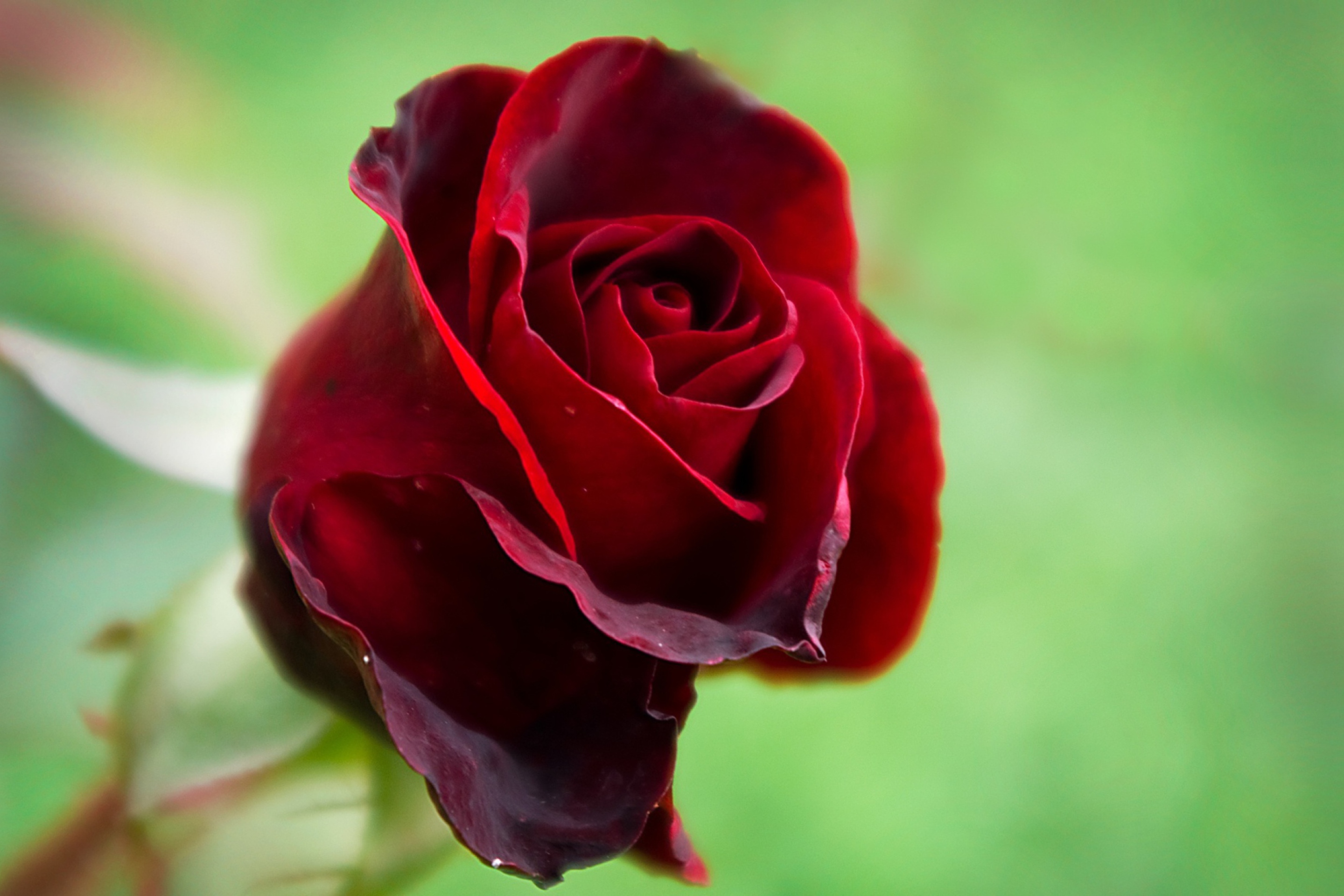 Rose is beautiful. Бутон красной розы.