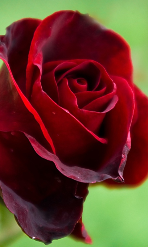 Das Red Rose Wallpaper 480x800