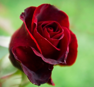 Red Rose Wallpaper for 1024x1024