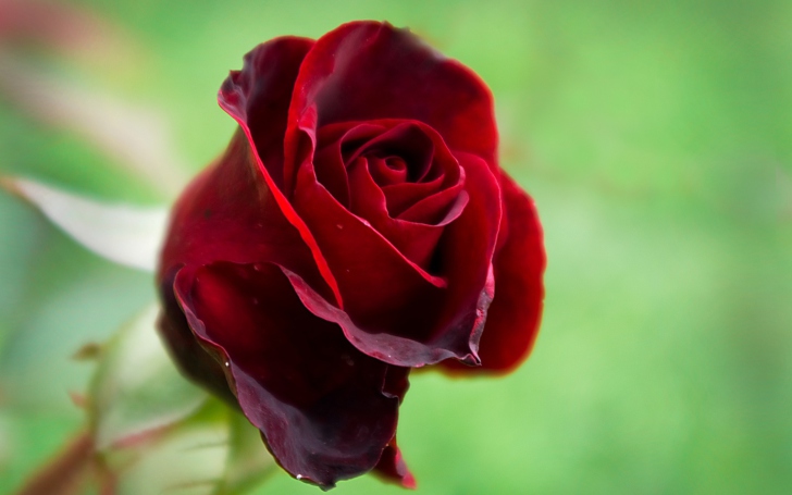 Sfondi Red Rose