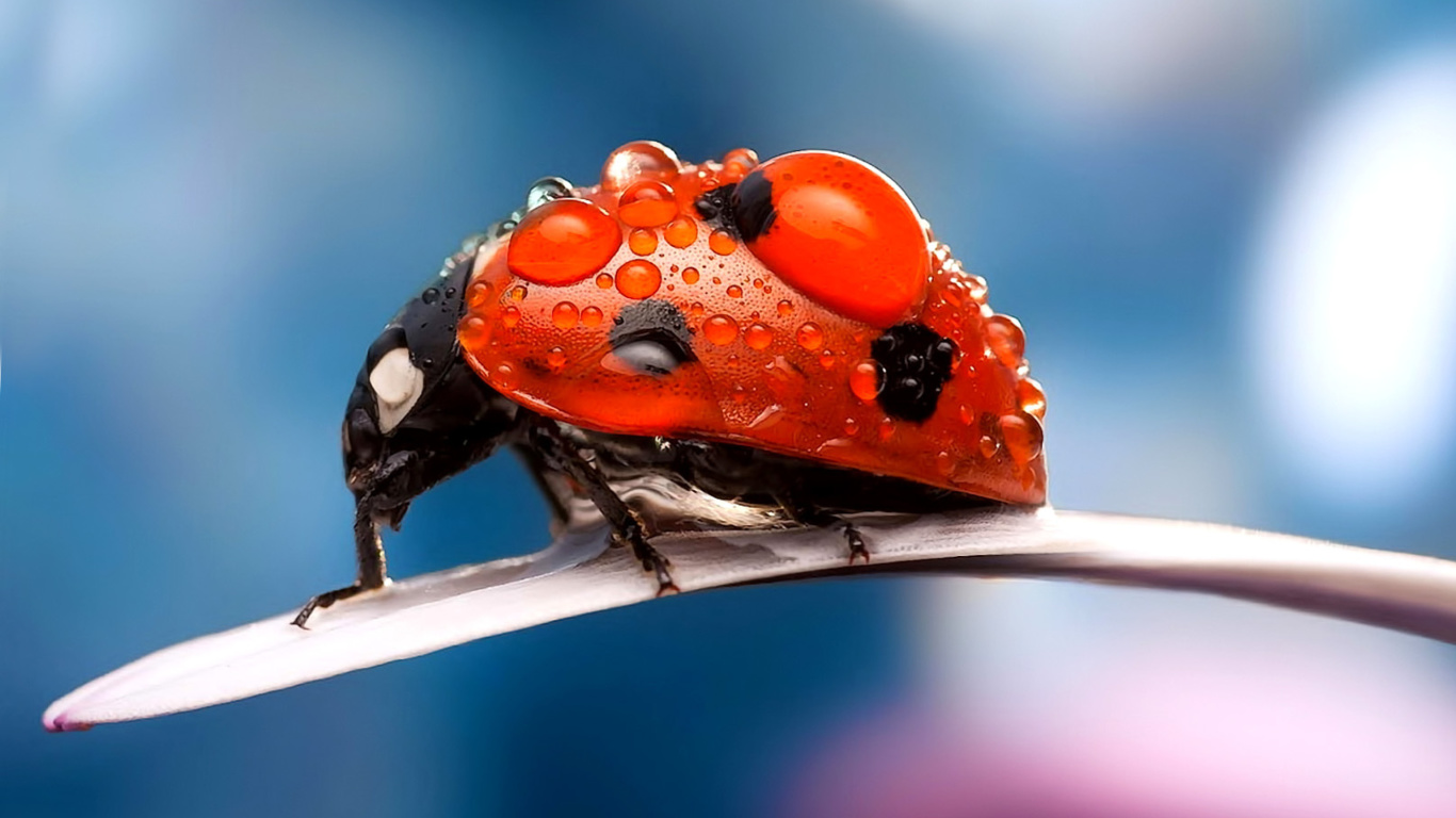 Maro Ladybug and Dews screenshot #1 1366x768