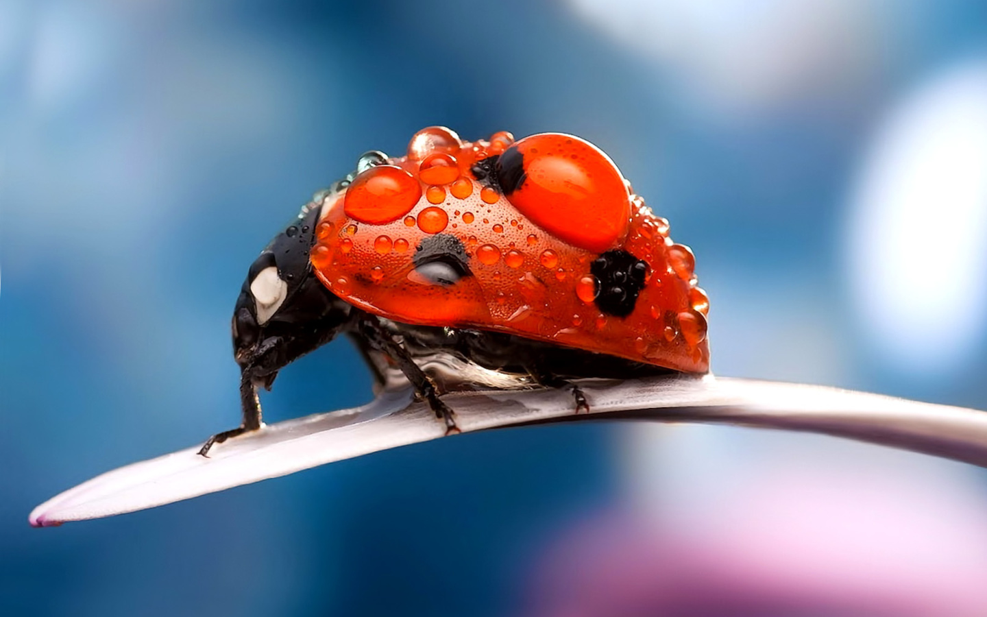 Обои Maro Ladybug and Dews 1440x900