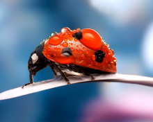 Обои Maro Ladybug and Dews 220x176