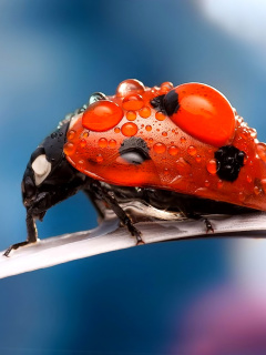 Maro Ladybug and Dews wallpaper 240x320