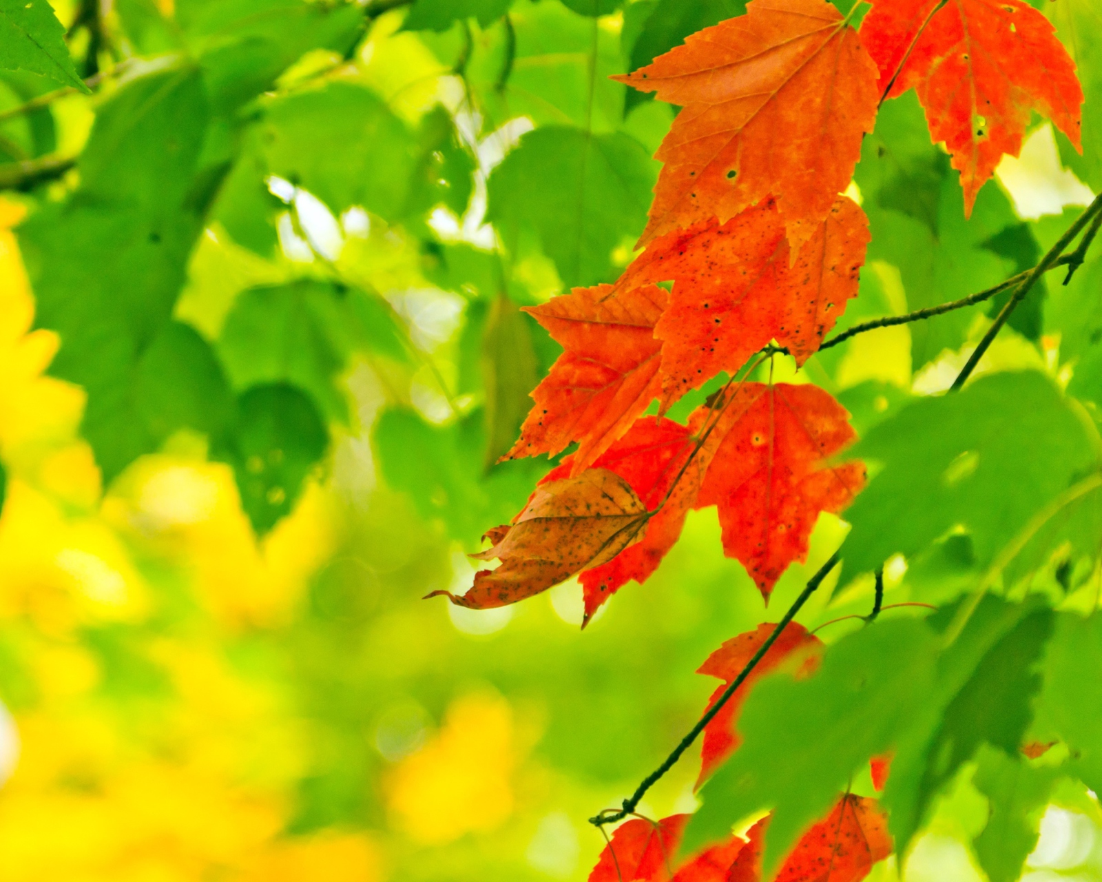 Das Autumn Leaves Wallpaper 1600x1280