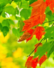 Das Autumn Leaves Wallpaper 176x220