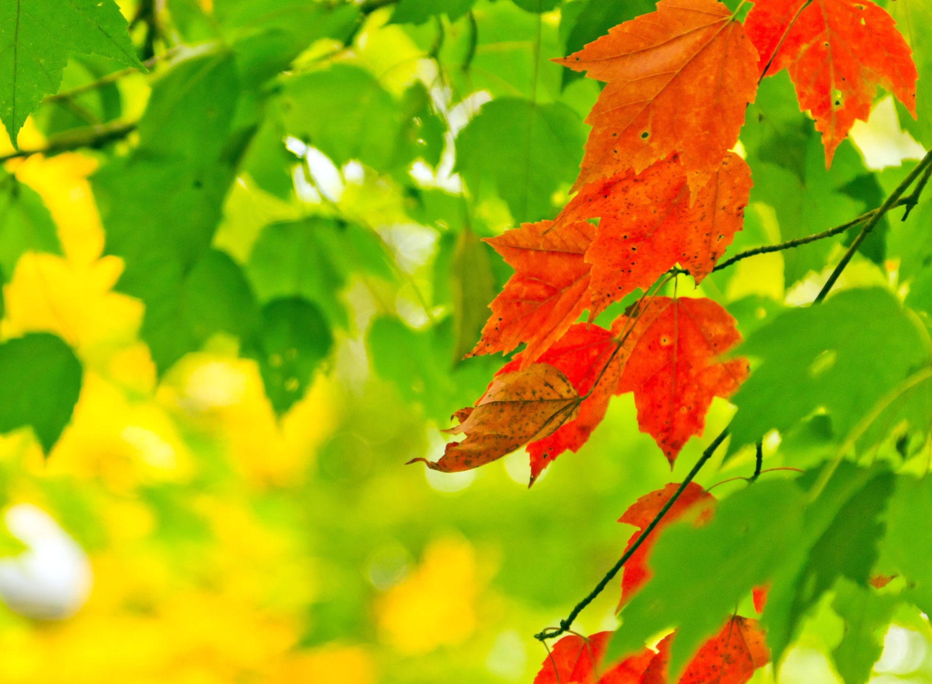 Обои Autumn Leaves 1920x1408