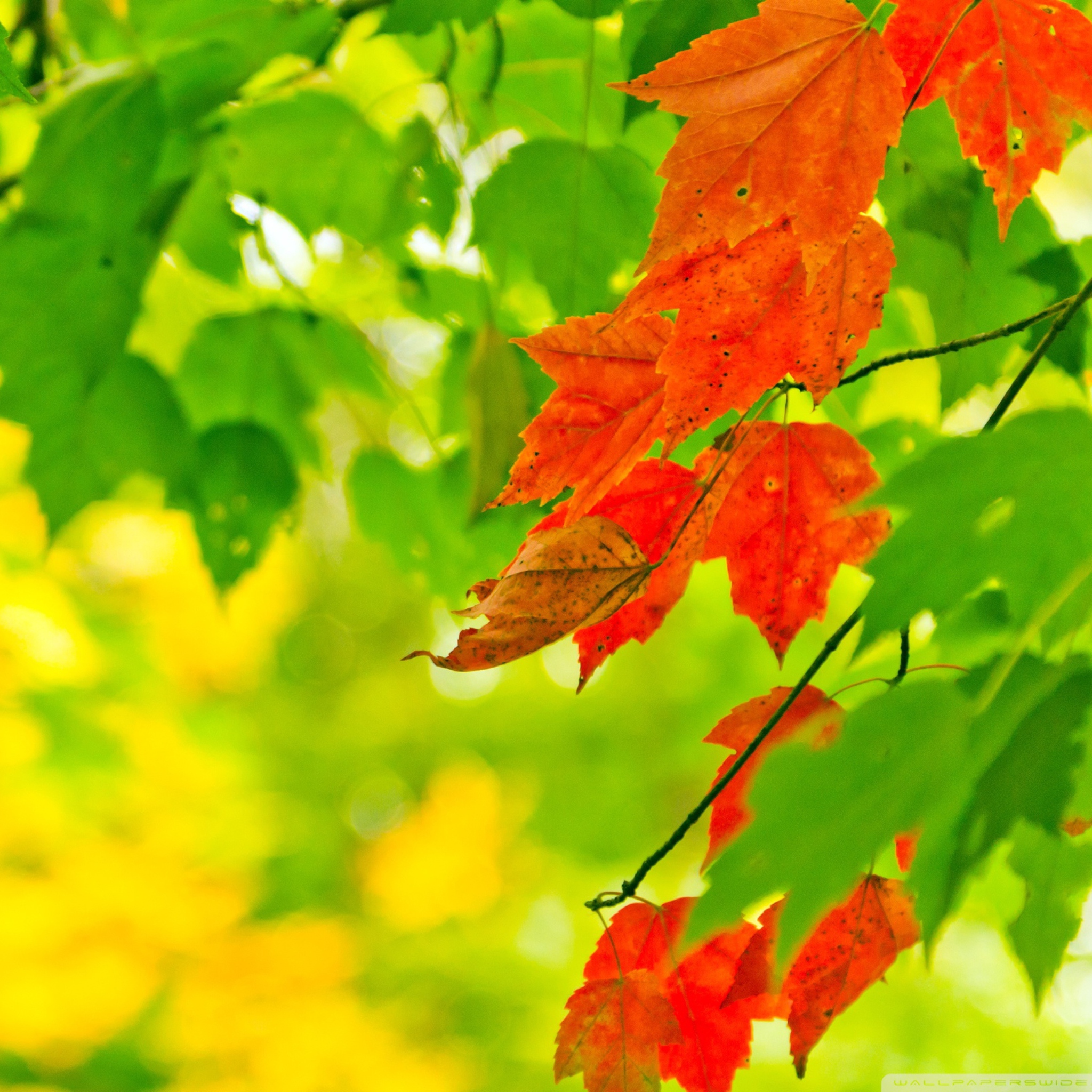 Das Autumn Leaves Wallpaper 2048x2048