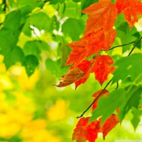 Fondo de pantalla Autumn Leaves 208x208