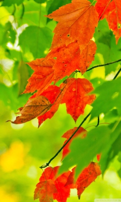 Sfondi Autumn Leaves 240x400