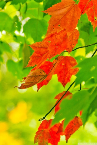 Das Autumn Leaves Wallpaper 320x480