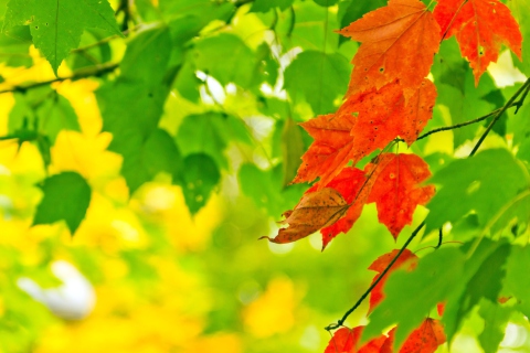 Fondo de pantalla Autumn Leaves 480x320